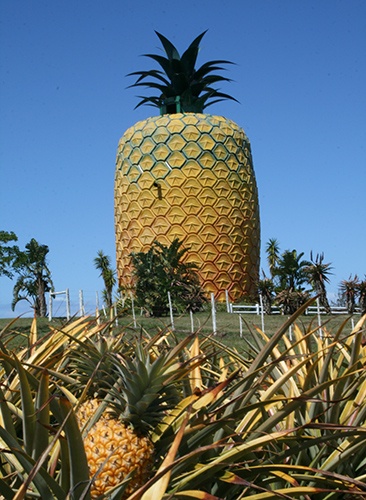 Pineapple_Building